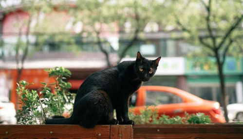 流浪黑猫一只眼被弄瞎,无人愿管,暖心爷爷出现改变了它的喵生