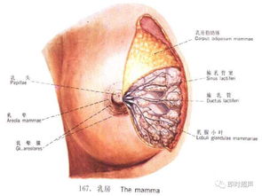 乳腺非肿瘤性疾病的超声诊断