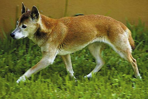 世界最原始的犬种 新几内亚歌唱犬 