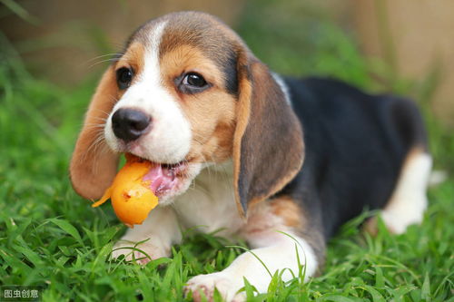 科普 减肥中的狗狗不能吃水果,越吃可能会越胖