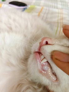 10个月大的波斯猫,嘴里长了一个白色疙瘩,是不是上火长的还是 怎么 
