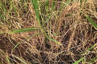 水稻田千金子泛滥,氰氟草酯效果差,如何防治才管用