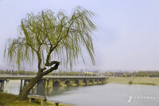 春风又绿洹水岸