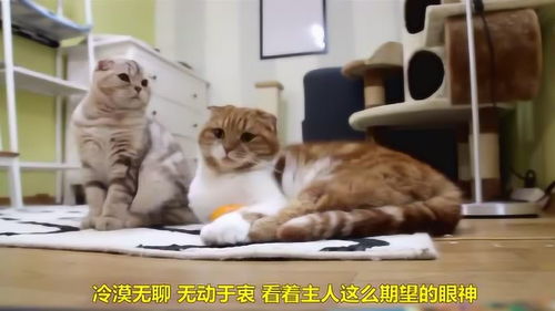 主人让猫咪吃橘子,可猫咪的表现太失望了 