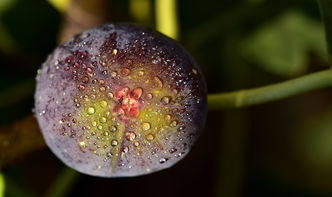 无花果的秘密，探索无花的奇妙世界，无花是词语吗