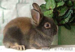 怎么分辨是不是兔子耳螨,怎么分辨兔子耳螨症状