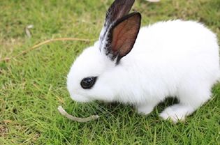 侏儒海棠兔和凤眼西施兔的区别？