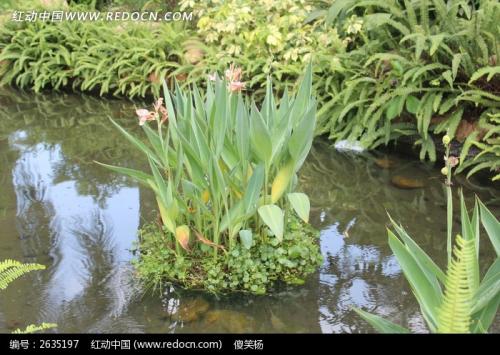 水里养的植物有哪些,常见的水中生长的植物有哪些？