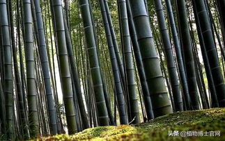 门前种树有讲究 这几种树风水最好 