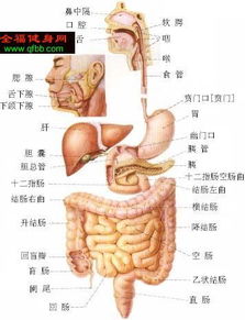 人体有多少器官(女性身体构造结构图片)