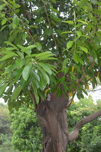 印度榕的繁殖方式,印度榕几年开花？