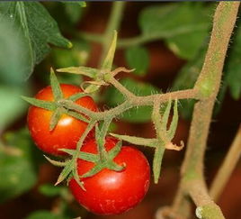 冬季温室大棚西红柿中午高温超过30 没有开风会有什么后果 