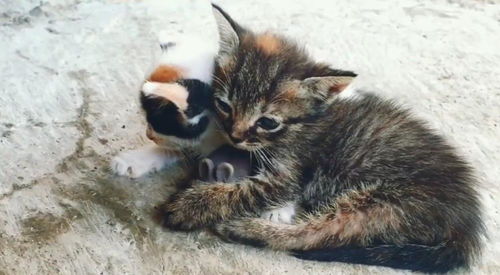 生病小花猫趴在路边,身后三只鸡蠢蠢欲动,它却被小麻猫勇敢守护