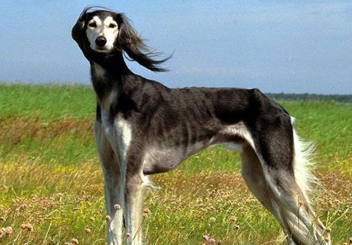 细狗品种有哪些 别看它们腿细,其中一种可是世上跑得最快的狗