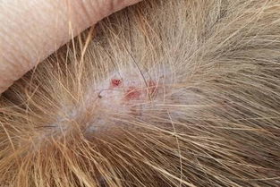 狗狗得了真菌性皮肤病该如何治疗 
