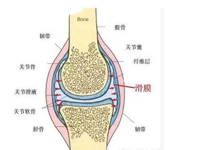 滑膜炎 关节积液痛得走不了路 1把葱须加醋,一用一个好,快存