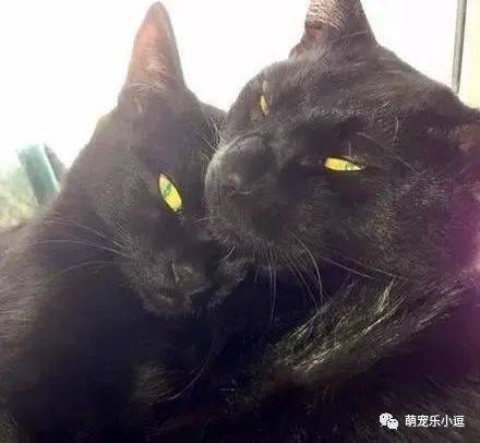 在垃圾桶里捡到两只萌萌哒的小黑猫,只是长大后画风大变