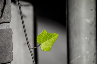 鸡头菱角叫什么——探秘南方水生植物之美，鸡头菱角叫什么菜名