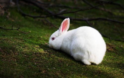 小白兔的活动特点 