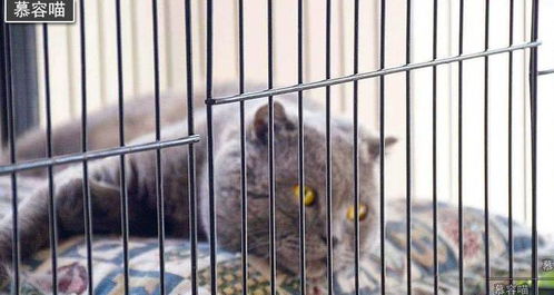 喵星人被关在笼子里喂养的原因,分析猫咪被关养的好处与坏处
