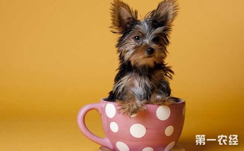 茶杯犬是怎么来的 茶杯犬是怎么培育的 茶杯犬为什么长不大