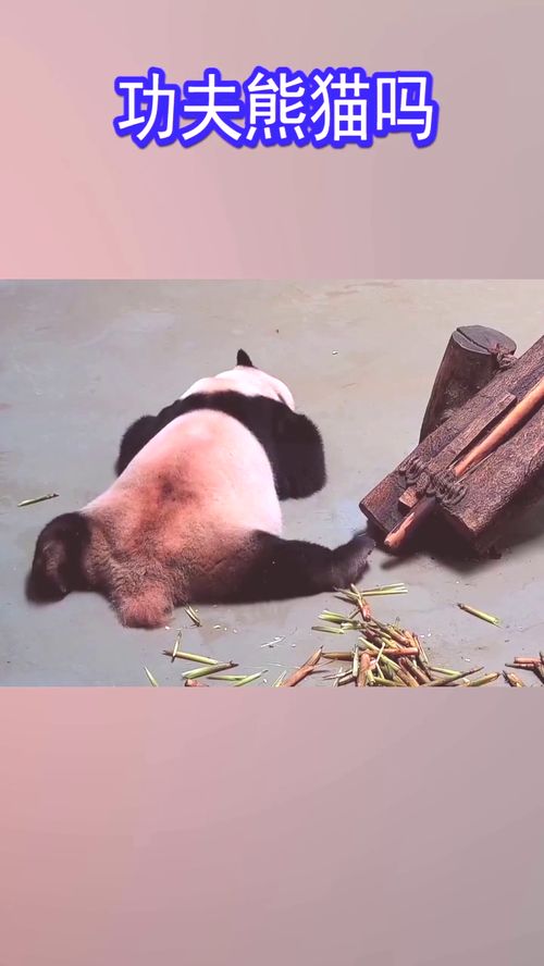 熊猫可能梦见自己在练武功呢,睡着了手脚还动来动去的 