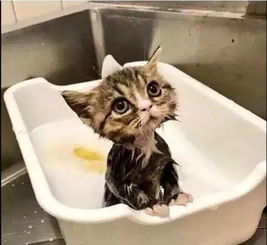 什么 猫咪不爱洗澡 学会这四招,让你家猫咪爱上洗澡