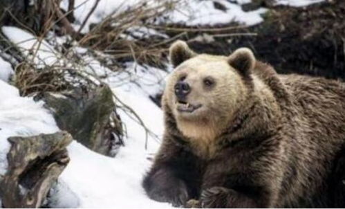 熊冬眠的地点很容易找到,它们不怕被偷袭吗 即使是人类也要忌惮