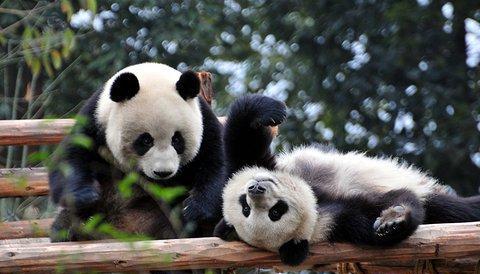 大熊猫不止一种 四川大熊猫更像熊,陕西大熊猫更像猫