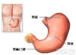 胃下垂患者的饮食调理