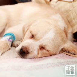 2018年北京市养犬年检启动 部分社区设 一站式服务 