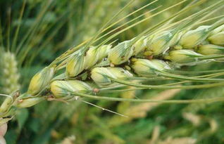 东北种小麦的最佳时间 东北为啥不种麦子