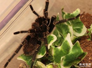 为克服蜘蛛恐惧 她直接养了一大堆毒蜘蛛