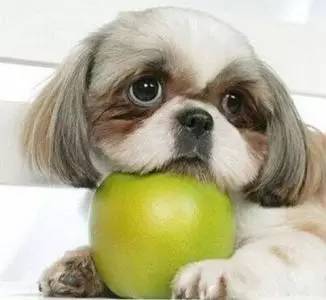 狗狗吃水果,有些一定要小心 
