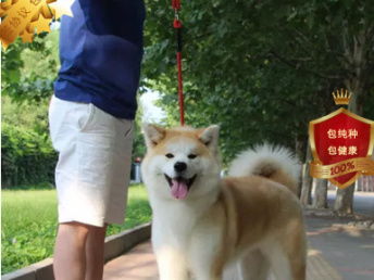 图 专业繁殖秋田犬养殖基地 可以来犬舍里挑选 深圳宠物狗 