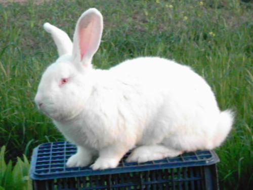 肉兔三个月一般能长到几斤啊 多少斤才能出栏,现在肉兔是多少钱一斤 