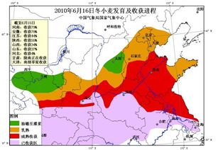 滨州麦收时间