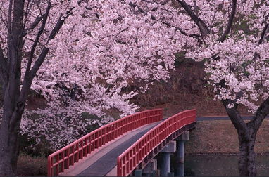 绝美景色 日本最美樱花 