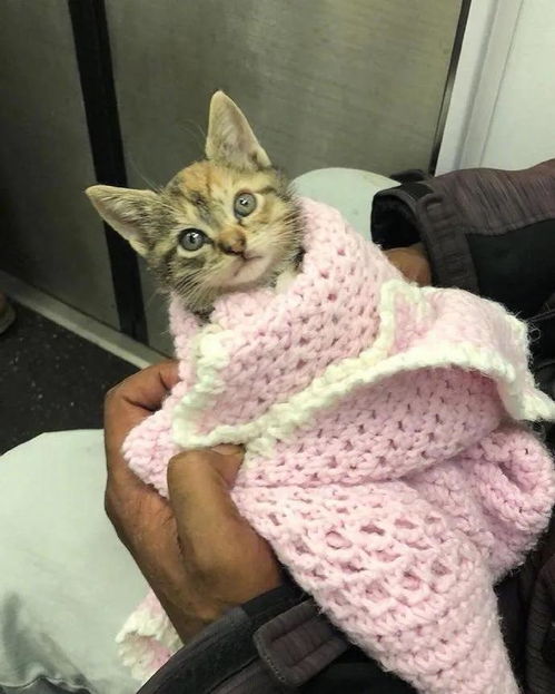 网友救助了一只猫,直接用衣服包起来坐地铁,引来无数眼光
