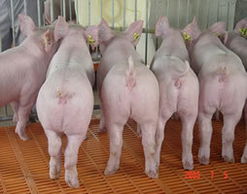 三元仔猪,仔猪,苗猪生产供应商 畜禽及养殖动物 