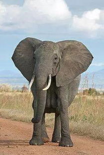 亚洲象和非洲象有生殖隔离吗(亚洲象非洲象对比)