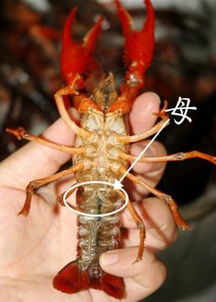 小龙虾怎么分辨公母 小龙虾公的好吃还是母的好吃 