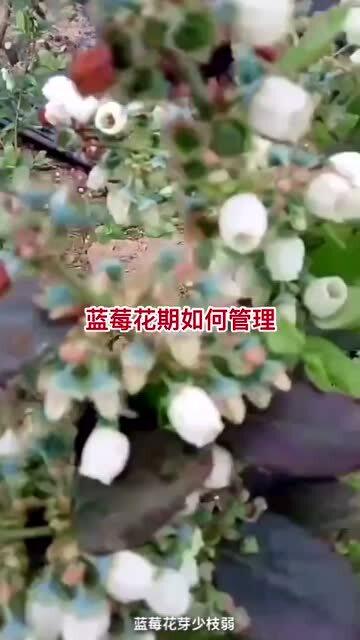 蓝莓花期如何管理 