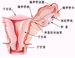 什么是卵巢囊肿,什么是卵巢囊肿