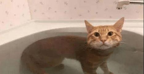 一只熟悉洗澡流程的猫咪,主动烘干毛发,猫咪 基本操作,不骄傲