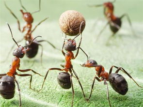 是什么东西,蚂蚁