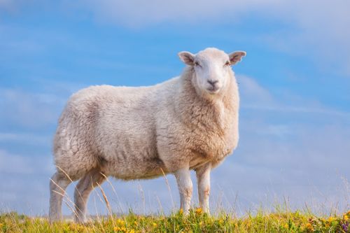 1967年 羊羊羊 的终身寿数,2021年该何去何从 也许这就是命