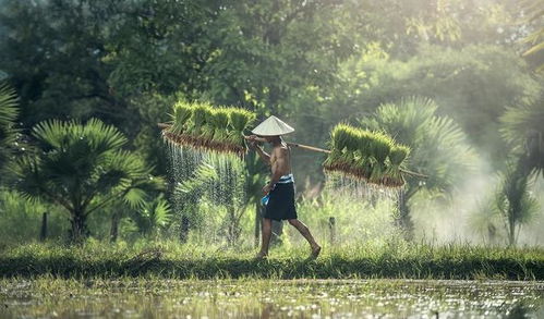 全球濒临50年来最严重的粮食危机 中国模式能给世界什么启示