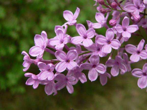 丁香花长什么样子,丁香花有刺吗？