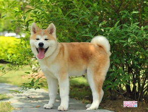 惠安哪里有卖秋田犬 市场上价格适中的泉州秋田犬在哪里可以找到 